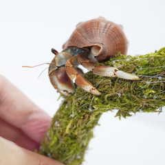 25 Inch Hermit Crab Climbing Toys, Bendable Hermit Crab Supplies, Ideal Hermit
