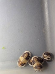 14+1 Cubaris Cappucino isopods