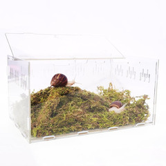 Snail Terrarium Kit 11.22X7.87X6 Inch with Moss 9 Inch Bendable Climbing Toy