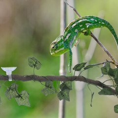 Terrarium Vines Reptile Gecko Vines Jungle Climber Vine Reptile Climbing Branch