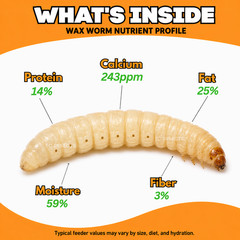 500 Live Wax Worms Feeder Insects for Reptiles Amphibians Birds & More