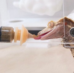 1pc Bearded Dragon & Gecko Feeding Tool Syringe Type 5ml