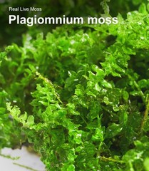 Live Moss Duo Pack 2 Types of Real Live Sheet/Sphagnum Moss for Terrariums, T…