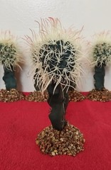 6″ Birds Nest Cactus On Stone Base Reptile Habitat Decor Terrarium NEW