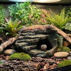 Reptile Tank Accessories, Turtle Tank Decor, Aquarium Caves, Perfect Gecko Hi…