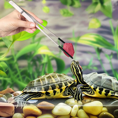Professional Stainless Steel Tweezers 27cm Straight And Curved For Reptiles