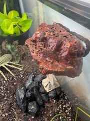 Magnetic Rock Ledges For Terrariums And Cages (Limited Edition) Small LAVA