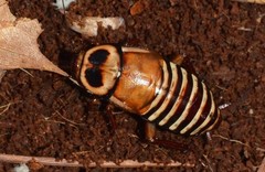 10ct Costa Rican Zebra Roach – Live Pet Reptile Feeder Insects