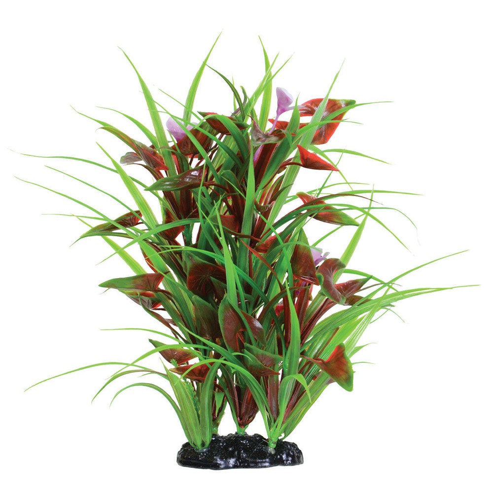 Underwater Treasures Flowering Arrowhead Plant 12″