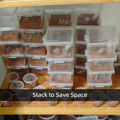 15 PCS Spider Terrariums Breeding Box, Small Insect Hatching Container Plasti…
