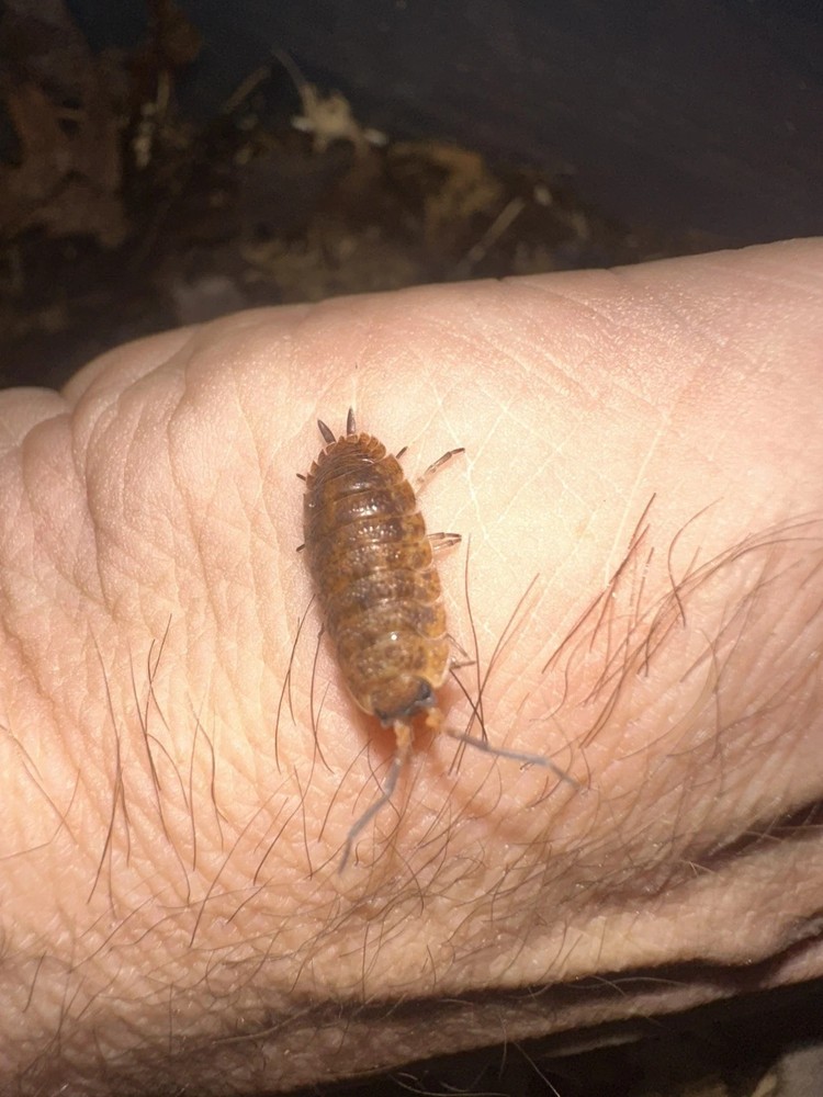 15 count P. Scaber Lemonade Mix isopods for bioactive enclosure