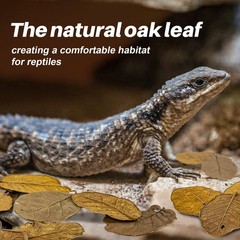 4.9 OZ Dry Oak Leaf Litter – Leaf Litter for Reptiles Oak Leaves for Isopods …