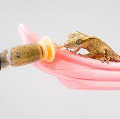 1pc Bearded Dragon & Gecko Feeding Tool Syringe Type 5ml