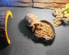 47 x 24 Large Reptile Carpet Terrarium Liner Bedding Reptile Substrate Mat Tan