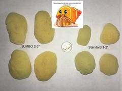 Hermit Crab Sea Sponges 4 Pack – Maintains Humidity, Safe Drinking, Adds Mine…