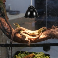 Reptile Light Shade Safety Lamp Cover Anti-scald Heat Dome Guard for Reptiles
