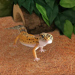 Zeedix 3 Pieces Coconut Fiber Reptile Substrate Mat, 18 X 36 Inches Natural Coco