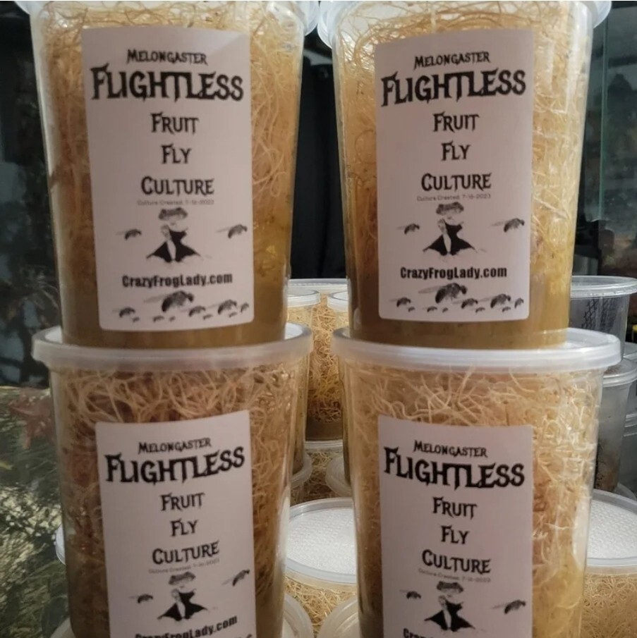 Flightless Fruit Fly 4 PACK cultures Dart Frog Food Reptile Food FREE SHIPPING