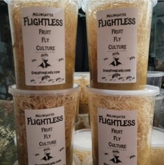 Flightless Fruit Fly 4 PACK cultures Dart Frog Food Reptile Food FREE SHIPPING