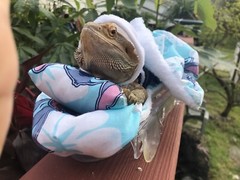 LILO & STITCH PRINTS DESIGN LRG ATTACHABLE RESTING BED COVER 4 BEARDED DRAGONS