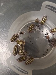 25+ Armadillidium Gestroi And 200+ Tropical Pink Springtails
