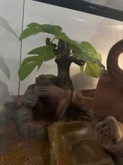 Thrive Desert Reptile Terrarium Essentials Kit – 10G (with extras)