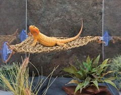 Reptology Lizard Lounger Corner Triangle – 100% Natural Seagrass Fiber – Grea…