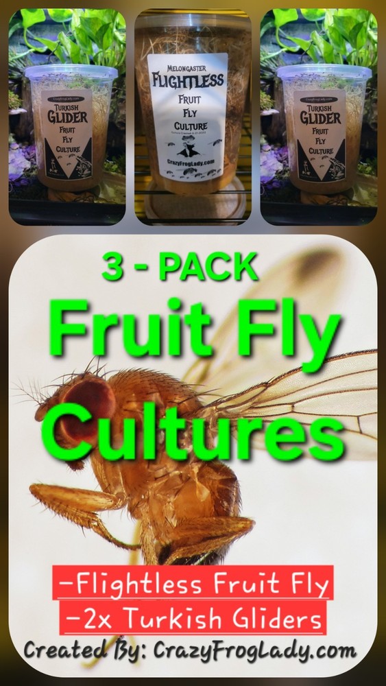 Fruit Fly Cultures 3 Pk – Flightless – 2x Turkish Gliders Dart Frog Lizard Food