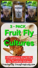 Fruit Fly Cultures 3 Pk – Flightless – 2x Turkish Gliders Dart Frog Lizard Food