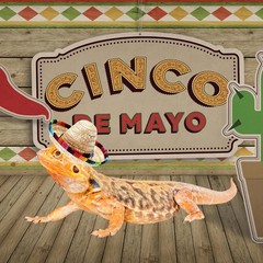 2 Pack Bearded Dragon Sombrero Hats – Lizard Cinco De Mayo Small, 2