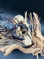 Texas Giant Vinegaroon (Mastigoproctus giganteus) – 2-3 in