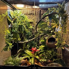 Coconut Hut for Crested & Leopard Geckos – Natural Coco Shell Hideout, 4 Pcs