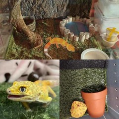 2Pcs Reptile Carpet Mat,35.4 x 17.7 in Terrarium Bedding Substrate Liner,Tort…