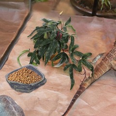 Reptile Feeding Bowl Gecko Water Terrarium Leopard Tank Food Dishes