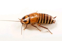 10ct Costa Rican Zebra Roach – Live Pet Reptile Feeder Insects