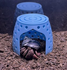 Hermit Crab Hideout Climbing Dome Cave Hermit Crab Pet Supplies Ornament Toys