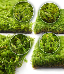 Live Moss 4-Pack (Each 3.5″X7″) – Real Mixed Moss for Terrariums, Reptile Habita