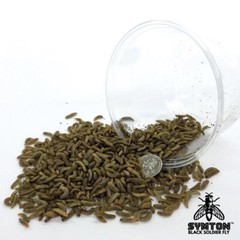Live Feeders – Black Soldier Fly Larvae (Medium)