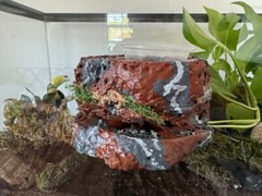Reptile Magnetic Ledge With 5 Feeder Cups Small Desert
