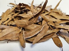 Willow Oak Leaves – 1 Gallon Leaf Litter Terrariums Reptiles Geckos Lizards