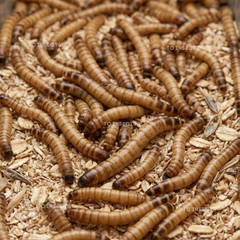 TC INSECTS Live Superworms Feeder Insects for Reptiles Amphibians Birds & More