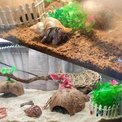 Hermit Crab Shells Medium to Large Growth Turbo Seashells 1″-2″ Openning Size…