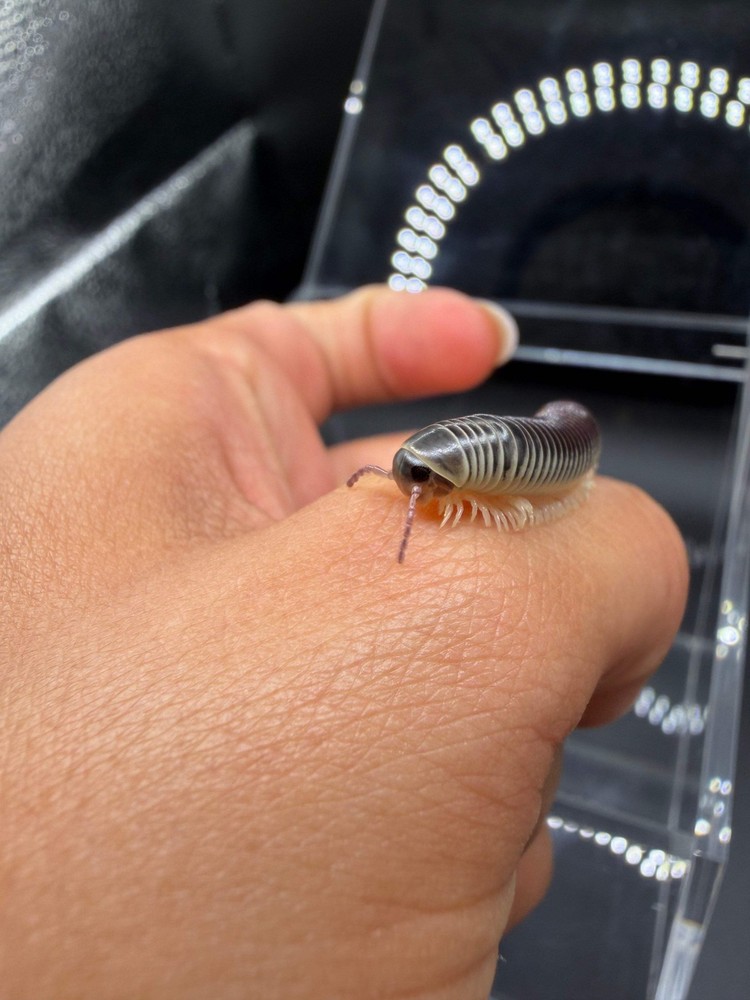 Purple Rainbow Ivory Millipede (Chicobolus spinigerus) – 2-4 in