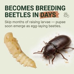 Mealworm Pupae Live Feeder Insects | FREE SHIPPING & Live Arrival