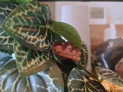 Reptile Plants for Terrarium,Amphibian Habitat Decor,Artificial Plants for Ge…