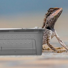 Leopard Gecko Tank Snake Box Container Lizard Breeding Terrarium