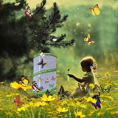 Butterfly Growing Kit – Foldable Butterfly Habitat Cage – 13.8x12Inch Tall4122