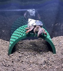 Hermit Crab Bridge Climbing Toys Tank Decoration Ornament Accessories Supplies