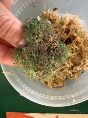 Isopods, porcellionides pruinosus, CUC for bioactive enclosure, gut loaded feede