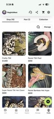 Ball python Desert Ghost TSK collection, moving out of country. $35k invested